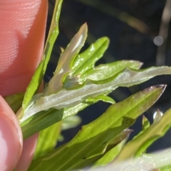 Euchiton limosus at Gooandra, NSW - 26 Jan 2023