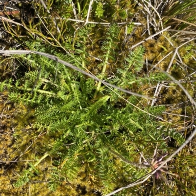 Oreomyrrhis ciliata (Bog Carraway) at Kosciuszko National Park - 25 Jan 2023 by Ned_Johnston