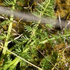 Oreomyrrhis ciliata at Gooandra, NSW - 26 Jan 2023