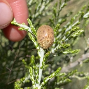 Paropsis atomaria at Gooandra, NSW - 26 Jan 2023 10:57 AM