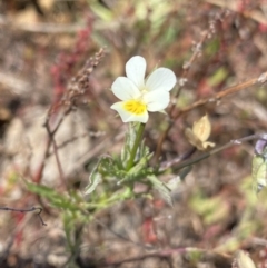 Viola arvensis (Heartsease, Field Pansy) at Gooandra, NSW - 25 Jan 2023 by Ned_Johnston