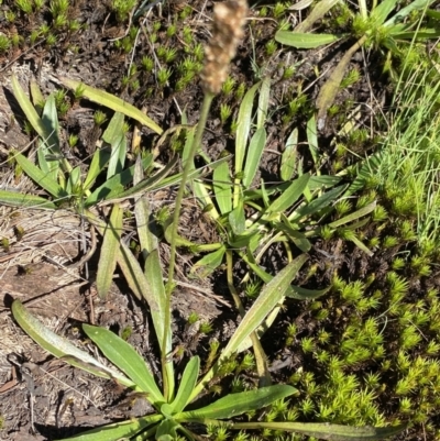 Plantago alpestris (Veined Plantain) at Gooandra, NSW - 26 Jan 2023 by Ned_Johnston