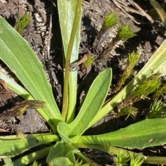 Plantago alpestris at Gooandra, NSW - 26 Jan 2023