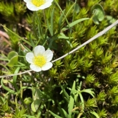 Ranunculus millanii (Dwarf Buttercup) at Gooandra, NSW - 26 Jan 2023 by Ned_Johnston