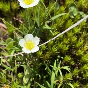 Ranunculus millanii at Gooandra, NSW - 26 Jan 2023