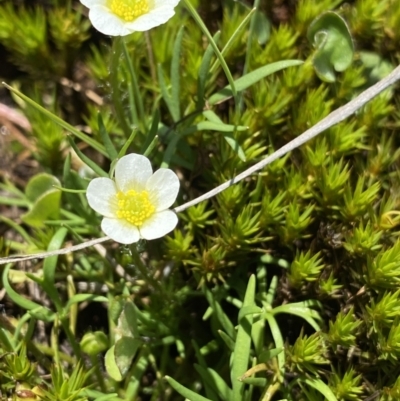 Ranunculus millanii (Dwarf Buttercup) at Kosciuszko National Park - 26 Jan 2023 by Ned_Johnston