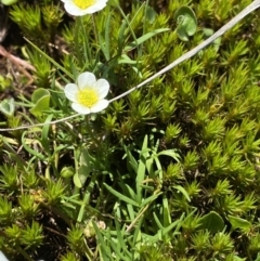 Ranunculus millanii at Gooandra, NSW - 26 Jan 2023