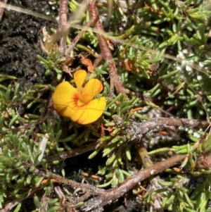 Pultenaea fasciculata at Long Plain, NSW - 26 Jan 2023