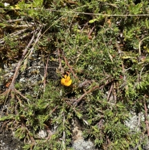 Pultenaea fasciculata at Long Plain, NSW - 26 Jan 2023