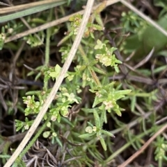 Galium gaudichaudii (Rough Bedstraw) at Kosciuszko National Park - 26 Jan 2023 by Ned_Johnston