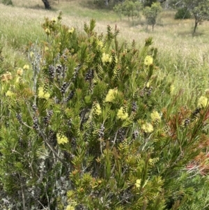 Callistemon pityoides at Long Plain, NSW - 26 Jan 2023 01:19 PM