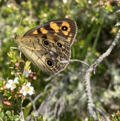Heteronympha cordace (Bright-eyed Brown) at Long Plain, NSW - 26 Jan 2023 by NedJohnston
