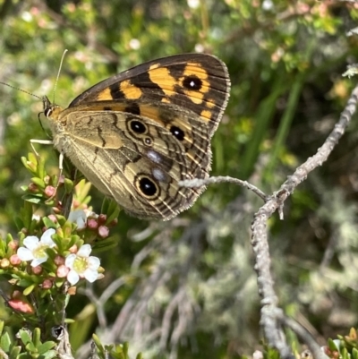 Heteronympha cordace (Bright-eyed Brown) at Long Plain, NSW - 26 Jan 2023 by NedJohnston