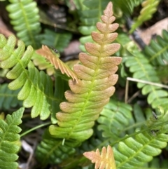 Blechnum penna-marina (Alpine Water Fern) at Long Plain, NSW - 26 Jan 2023 by Ned_Johnston