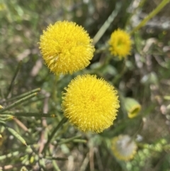 Leptorhynchos elongatus (Lanky Buttons) at Long Plain, NSW - 26 Jan 2023 by Ned_Johnston