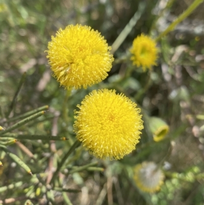 Leptorhynchos elongatus (Lanky Buttons) at Long Plain, NSW - 26 Jan 2023 by NedJohnston