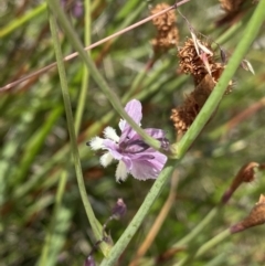 Arthropodium milleflorum (Vanilla Lily) at Long Plain, NSW - 26 Jan 2023 by Ned_Johnston