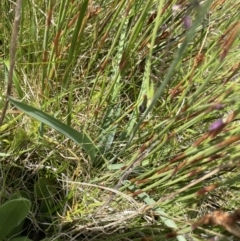 Arthropodium milleflorum at Long Plain, NSW - 26 Jan 2023 03:07 PM