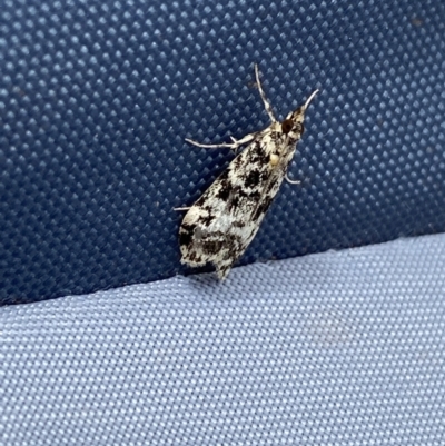 Scoparia exhibitalis (A Crambid moth) at Providence Portal, NSW - 27 Jan 2023 by NedJohnston