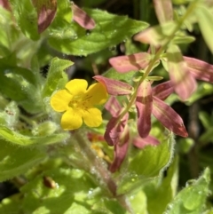 Erythranthe moschata (Musk) at Providence Portal, NSW - 26 Jan 2023 by Ned_Johnston