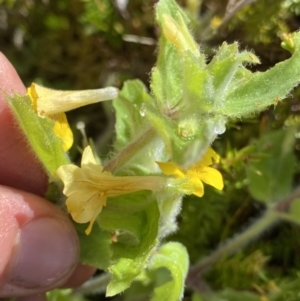 Erythranthe moschata at Providence Portal, NSW - 27 Jan 2023