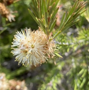 Callistemon pityoides at Nungar, NSW - 27 Jan 2023