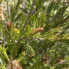 Callistemon pityoides at Nungar, NSW - 27 Jan 2023