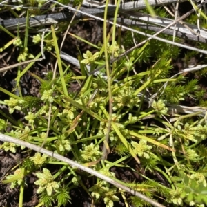 Isolepis gaudichaudiana at Providence Portal, NSW - 27 Jan 2023