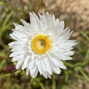 Coronidium waddelliae at Nungar, NSW - 27 Jan 2023