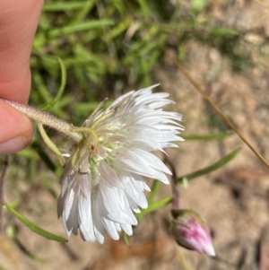 Coronidium waddelliae at Nungar, NSW - 27 Jan 2023