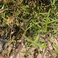 Coronidium waddelliae at Nungar, NSW - 27 Jan 2023