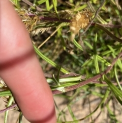 Coronidium waddelliae at Nungar, NSW - 27 Jan 2023