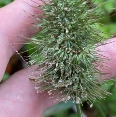 Echinopogon cheelii (Longflower Hedgehog Grass) at Namadgi National Park - 30 Jan 2023 by Tapirlord