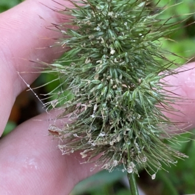 Echinopogon cheelii (Longflower Hedgehog Grass) at Cotter River, ACT - 30 Jan 2023 by Tapirlord