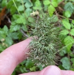 Echinopogon cheelii at Cotter River, ACT - 30 Jan 2023 11:45 AM