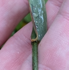 Echinopogon cheelii at Cotter River, ACT - 30 Jan 2023 11:45 AM