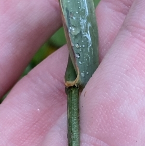 Echinopogon cheelii at Cotter River, ACT - 30 Jan 2023 11:45 AM