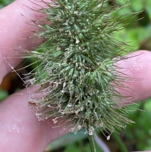 Echinopogon cheelii at Cotter River, ACT - 30 Jan 2023 11:45 AM