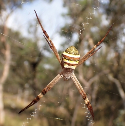 Argiope keyserlingi (St Andrew's Cross Spider) at Aranda Bushland - 9 Feb 2023 by CathB