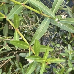 Alternanthera philoxeroides (Alligator Weed) at Yarralumla, ACT - 7 Feb 2023 by JaneR