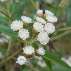 Ozothamnus stirlingii (Ovens Everlasting) - 4 Feb 2023 by RobG1