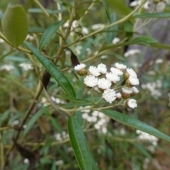 Ozothamnus stirlingii at Undefined Area - 4 Feb 2023