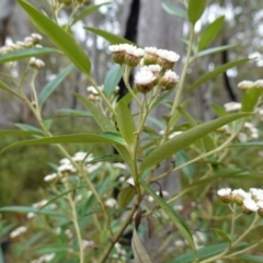 Ozothamnus stirlingii at Undefined Area - 4 Feb 2023