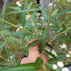 Ozothamnus stirlingii at Undefined Area - 4 Feb 2023