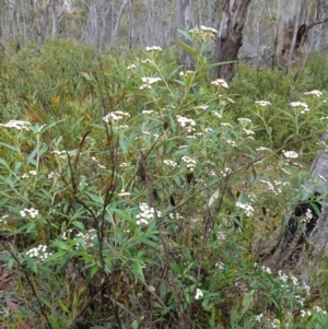 Ozothamnus stirlingii at Undefined Area - 4 Feb 2023