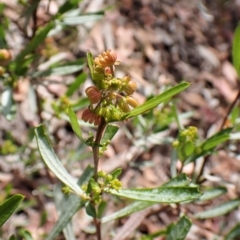 Dodonaea viscosa (Hop Bush) at Molonglo Valley, ACT - 9 Feb 2023 by CathB