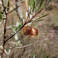 Dodonaea viscosa at Molonglo Valley, ACT - 9 Feb 2023