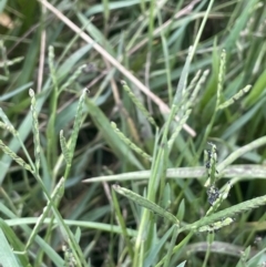 Paspalum distichum (Water Couch) at Yarralumla, ACT - 7 Feb 2023 by JaneR