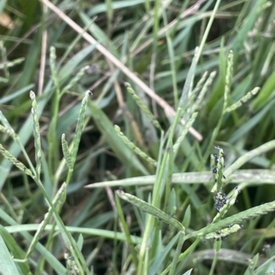 Paspalum distichum (Water Couch) at Yarralumla, ACT - 7 Feb 2023 by JaneR