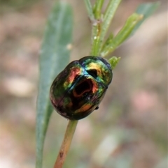 Callidemum hypochalceum (Hop-bush leaf beetle) at Molonglo Valley, ACT - 9 Feb 2023 by CathB